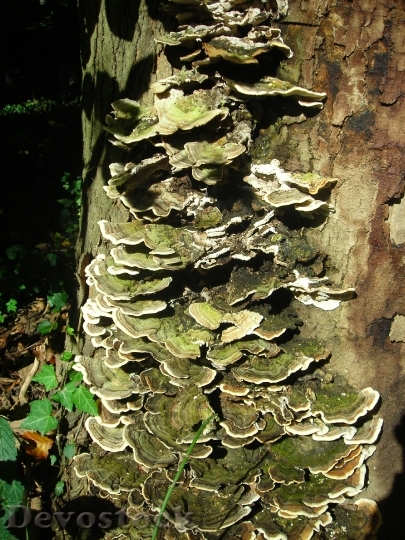 Devostock Tramete Mushrooms Forest Autumn 0