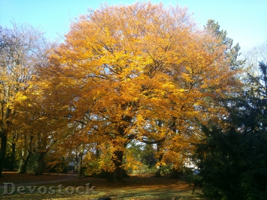 Devostock Tree Autumn Color Light