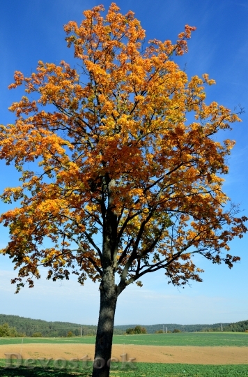 Devostock Tree Autumn Gold Warmia