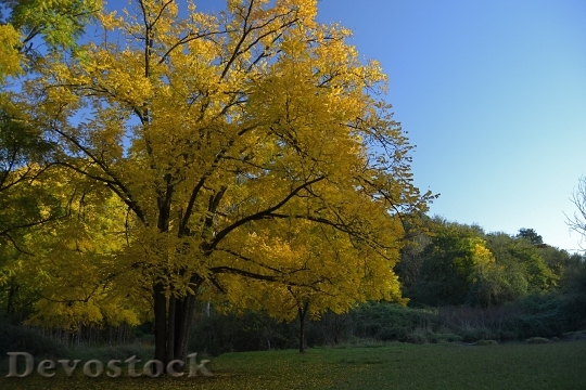 Devostock Tree Autumn Yellow Leaves 0