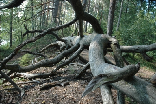 Devostock Tree Branches Branch Nature 0