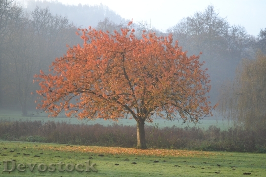 Devostock Tree Colors Fall Fall