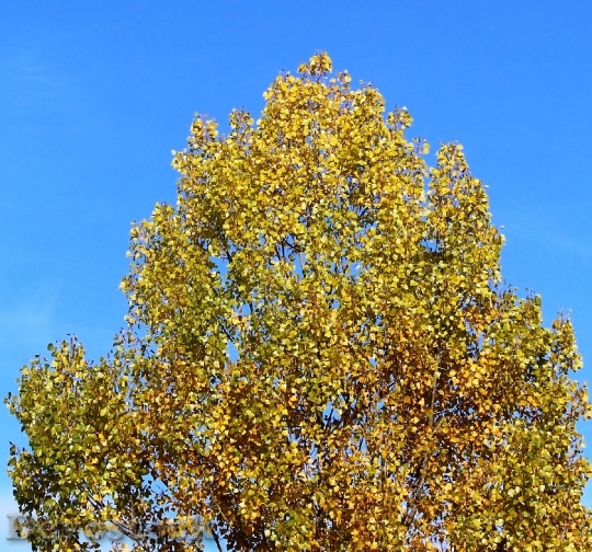 Devostock Tree Crown Autumn Leaves