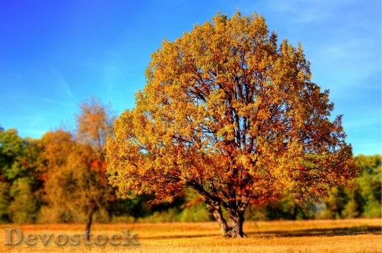 Devostock Tree Fall Fall Colors
