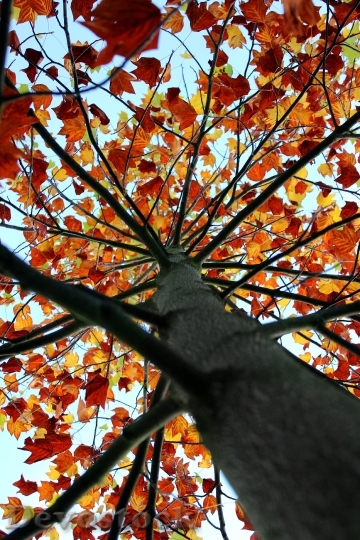 Devostock Tree Foliage Autumn Trees