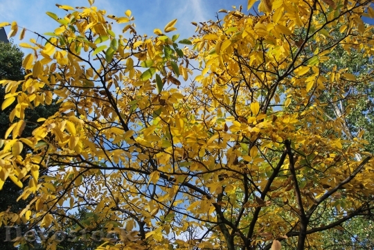 Devostock Tree Foliage Autumn Yellow