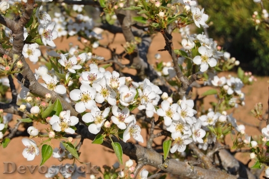 Devostock Tree Fruit Flowers Spring