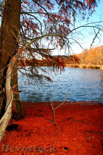 Devostock Tree Lake Autumn Leaves