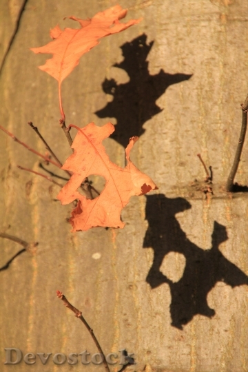 Devostock Tree Leaf Leaves Autumn 0