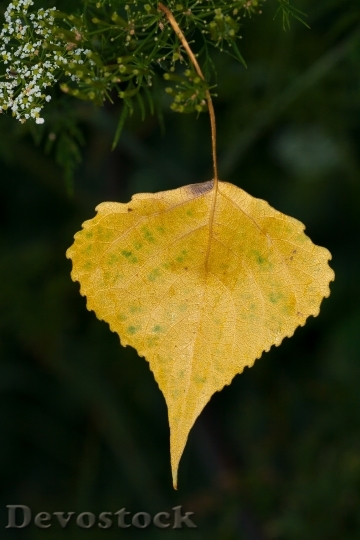 Devostock Tree Leaf Leaves Autumn