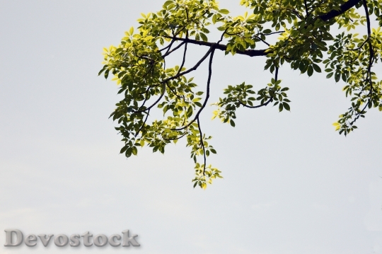 Devostock Tree Leaves Afternoon Nature