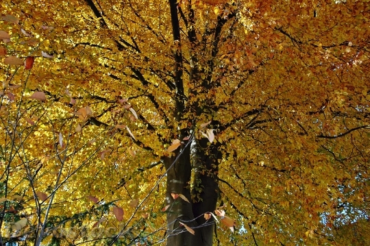 Devostock Tree Leaves Autumn 1014455