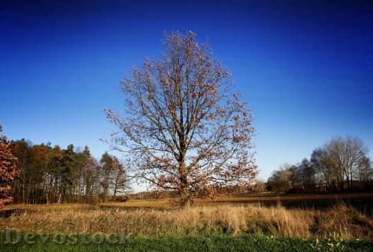 Devostock Tree Leaves Autumn Branch
