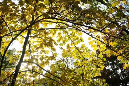 Devostock Tree Leaves Autumn Maple