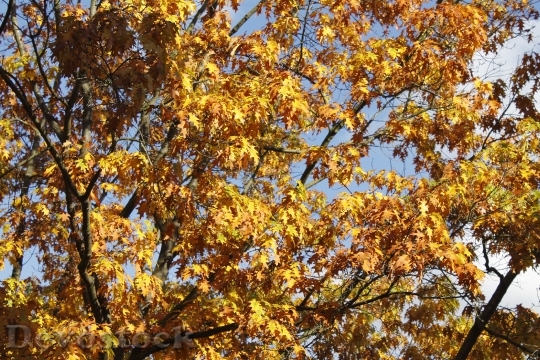 Devostock Tree Leaves Autumn October