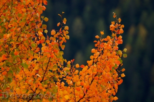 Devostock Tree Leaves Branches Autumn