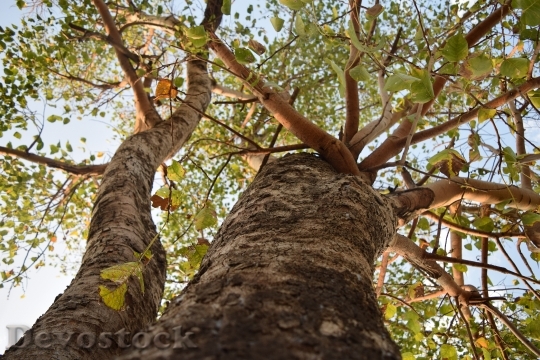 Devostock Tree Leaves Branches Leaf