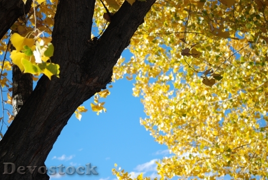 Devostock Tree Leaves Foliage Environment