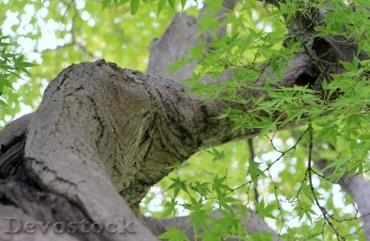 Devostock Tree Leaves Nature Twigs 0
