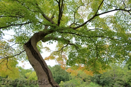 Devostock Tree Leaves Nature Twigs