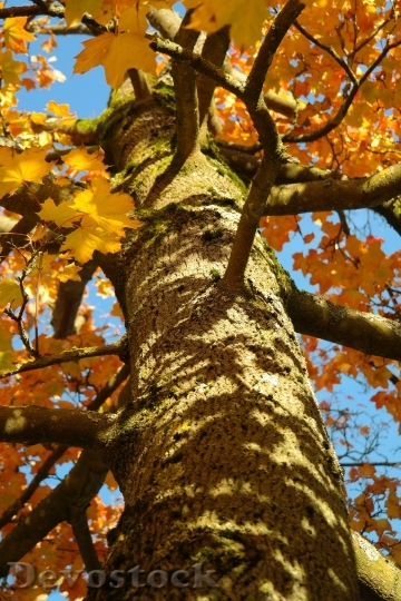 Devostock Tree Log Maple Acer 2