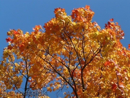 Devostock Tree Maple Crown Autumn