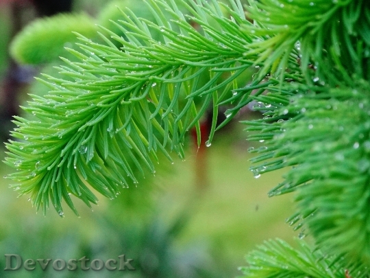 Devostock Tree Needles Green Pine