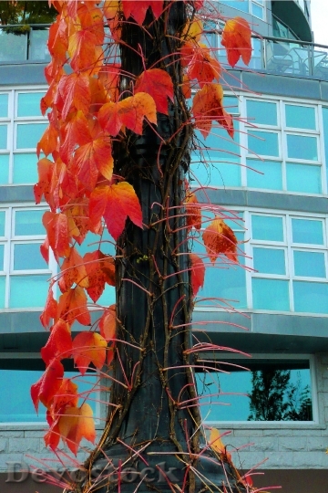 Devostock Tree Red Leaves Fall