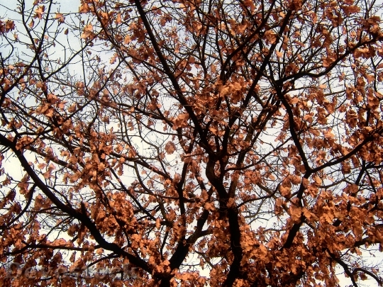 Devostock Tree Road Branches Autumn