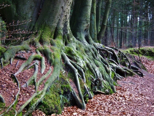 Devostock Tree Root Forest Nature 0