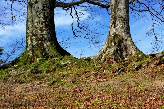Devostock Tree Root Nature Overgrown