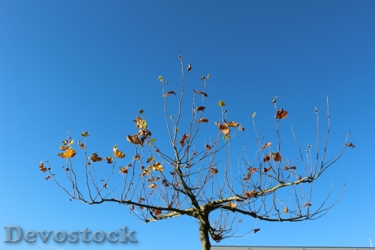 Devostock Tree Sky Autumn Leaves
