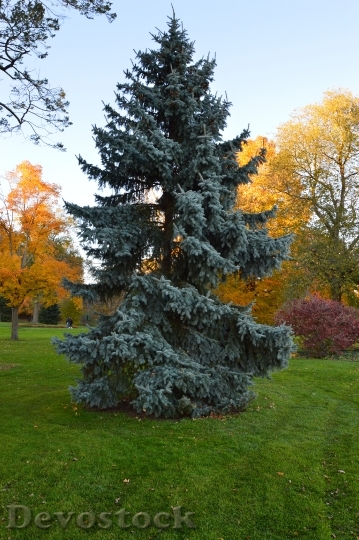 Devostock Tree Spruce Evergreen Autumn