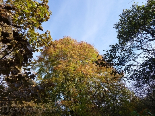 Devostock Tree Tops Autumn Tree
