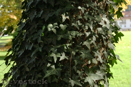 Devostock Tree Tribe Leaves Ivy