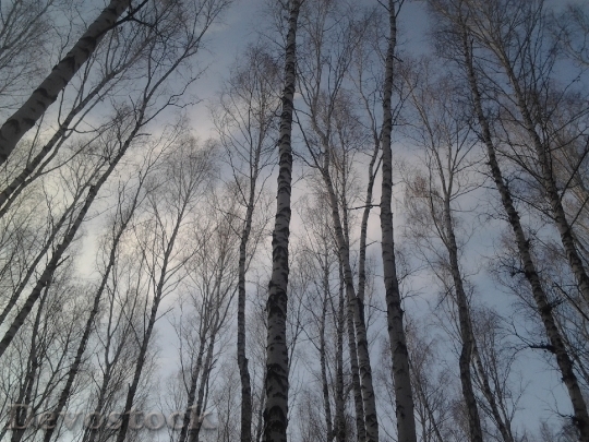 Devostock Trees Birch Forest Sky
