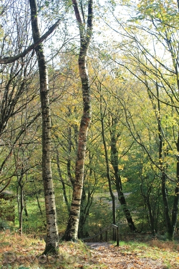 Devostock Trees Birch Forest Woods
