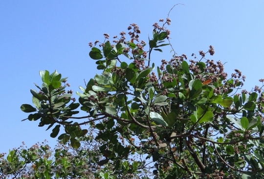 Devostock Trees Cashew Nuts Branches