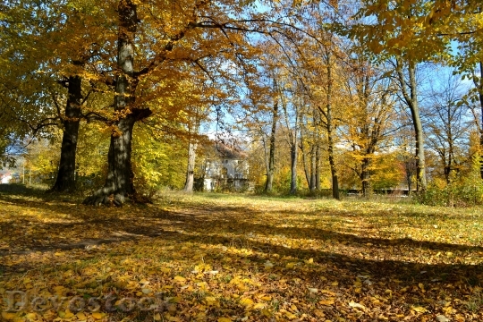 Devostock Trees Falls Leaves Autumn