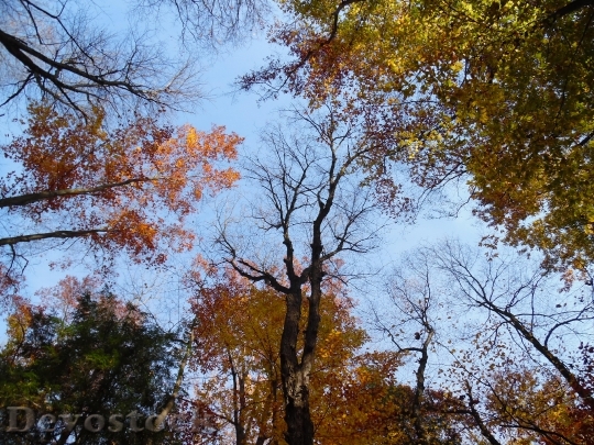 Devostock Trees Leaves Fall Nature