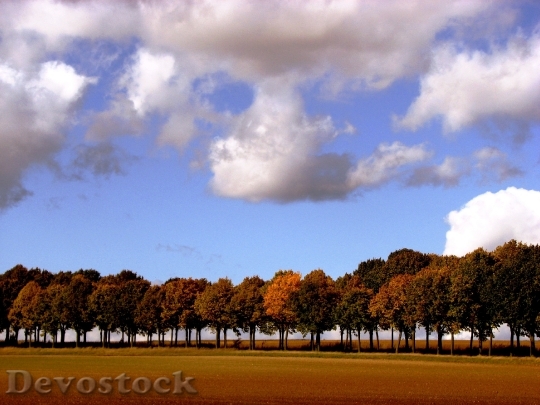 Devostock Trees Series Autumn Sky