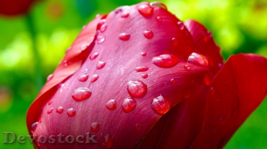 Devostock Tulip After The Rain Raindrops Flower 5641 4K.jpeg