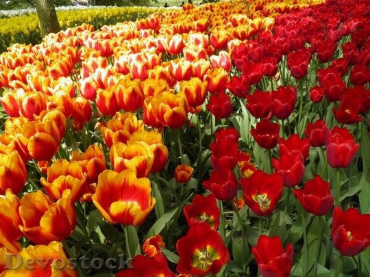 Devostock Tulip Amsterdam Orange Red