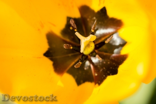Devostock Tulip Blossom Bloom Calyx