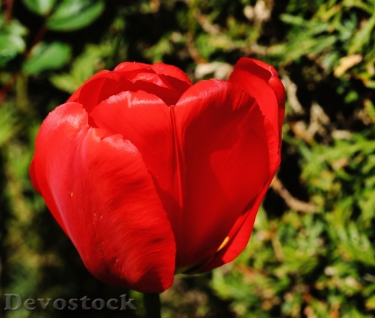 Devostock Tulip Blossom Bloom Flower 10