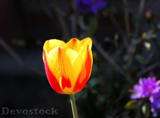 Devostock Tulip Blossom Bloom Flower 12