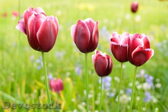 Devostock Tulip Blossom Bloom Flower 18