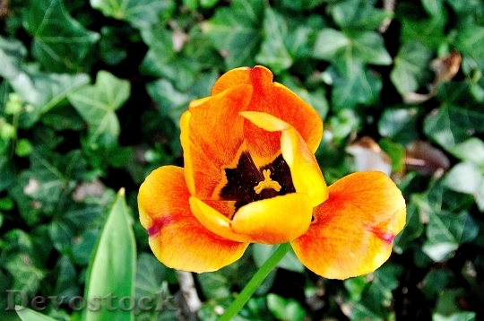 Devostock Tulip Blossom Bloom Flower 2