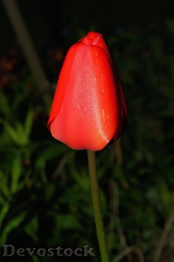 Devostock Tulip Blossom Bloom Flower 7