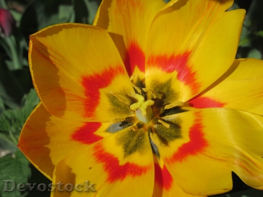 Devostock Tulip Blossom Bloom Petals 1